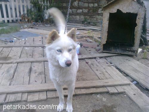 husky Dişi Sibirya Kurdu (Husky)