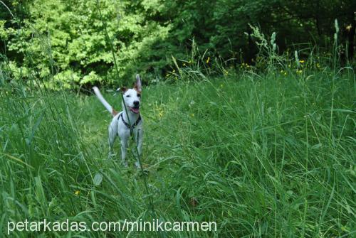 carmen Dişi Jack Russell Terrier