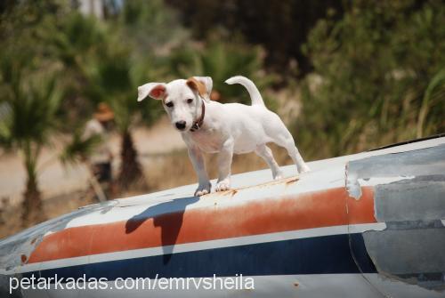 sheila Dişi Jack Russell Terrier