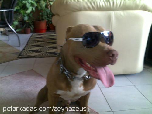 zeus Erkek Amerikan Pitbull Terrier