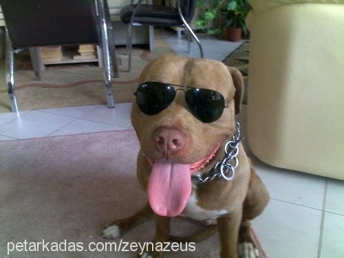 zeus Erkek Amerikan Pitbull Terrier