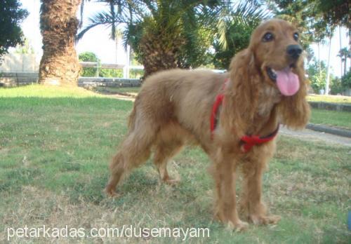 deyzi Dişi Amerikan Cocker Spaniel