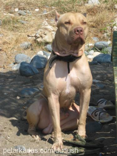 psycho Erkek Amerikan Pitbull Terrier