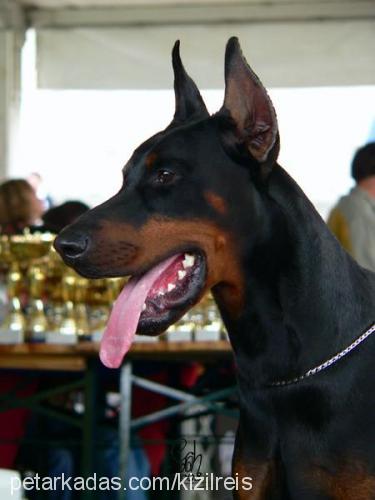 dariusdicaresi Erkek Doberman Pinscher