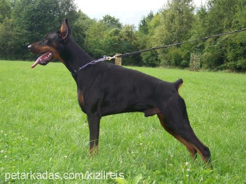 dariusdicaresi Erkek Doberman Pinscher