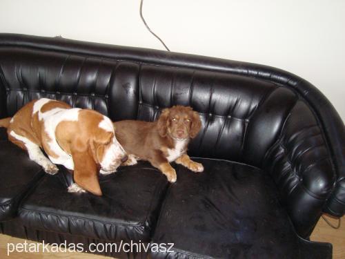 chivas Erkek Basset Hound