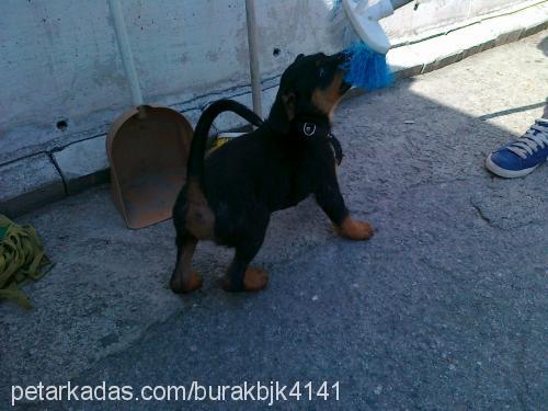 haydut Erkek Rottweiler