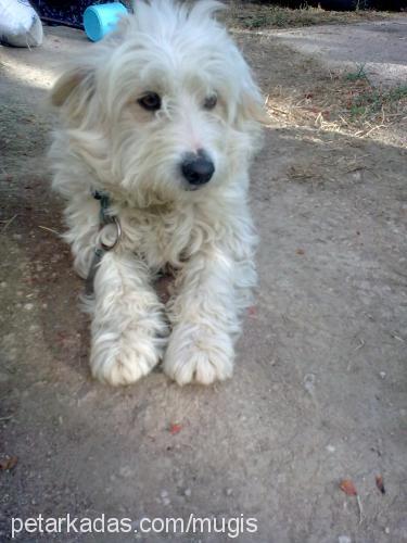 ciko Erkek West Highland White Terrier