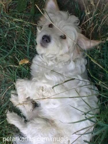 ciko Erkek West Highland White Terrier