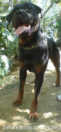 zeus Erkek Rottweiler