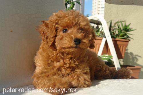 chloemonroe Dişi Poodle (Minyatür Kaniş)