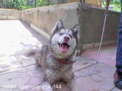 bulut Erkek Sibirya Kurdu (Husky)