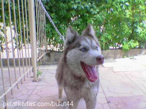 bulut Erkek Sibirya Kurdu (Husky)