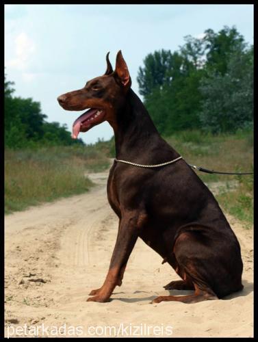 deleyladicaresi Dişi Doberman Pinscher