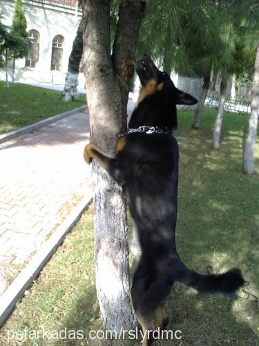 ateş Erkek Alman Çoban Köpeği