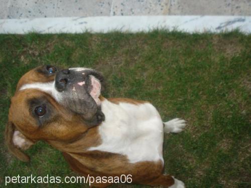 paŞa Erkek Boxer