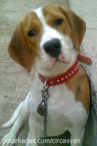 bıdık Dişi Beagle