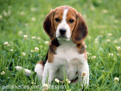 bıdık Dişi Beagle