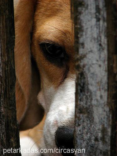 bıdık Dişi Beagle