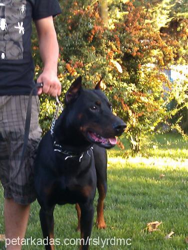 zagor Erkek Doberman Pinscher