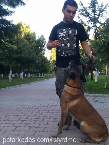 barut Erkek Belçika Malinois