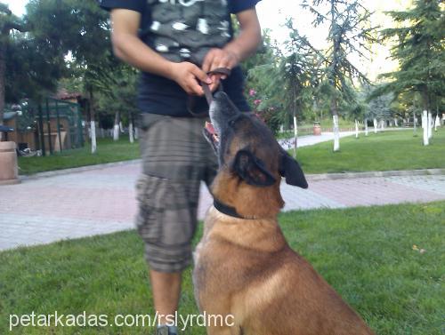 barut Erkek Belçika Malinois