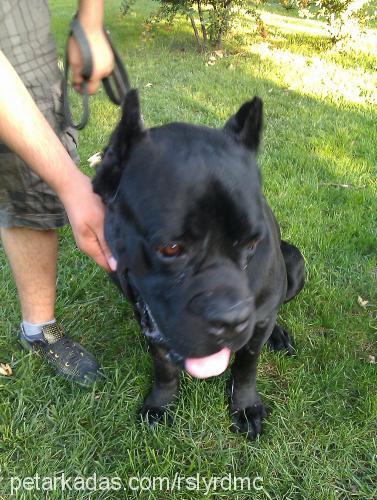 zidan Erkek Cane Corso Italiano