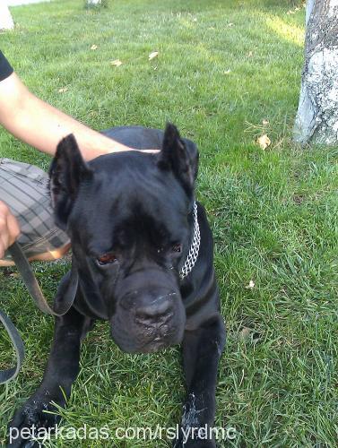 zidan Erkek Cane Corso Italiano