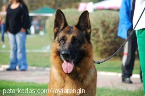 laxivomgoldstau Dişi Alman Çoban Köpeği