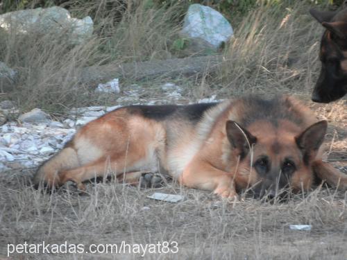 paşa Erkek Alman Çoban Köpeği