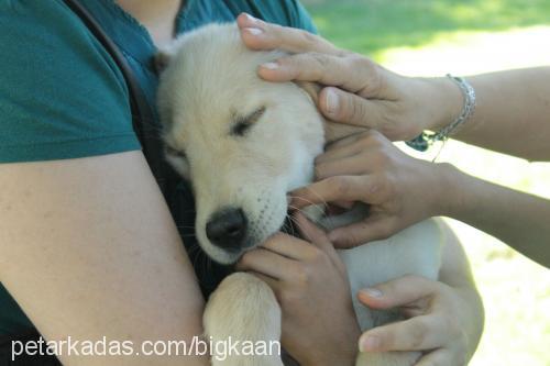 cedricÖzkan Erkek Golden Retriever