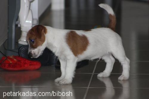 romeo Erkek Jack Russell Terrier