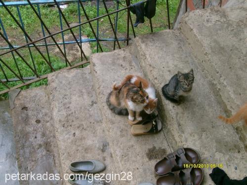 tırmık Erkek Tekir Kedi