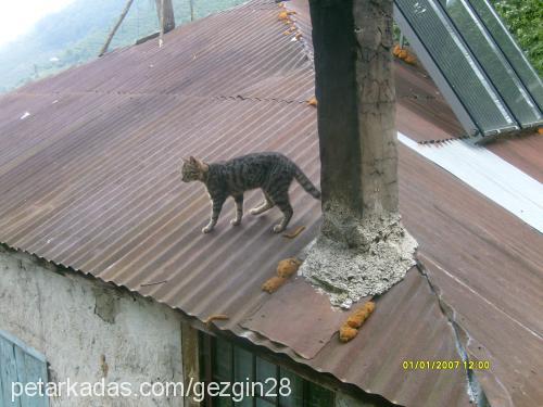 tırmık Erkek Tekir Kedi