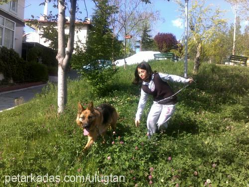 asena Dişi Alman Çoban Köpeği