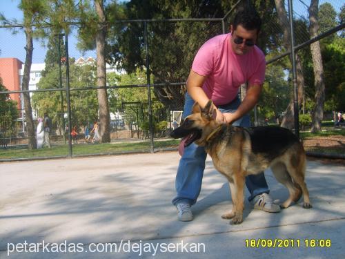 orbi Dişi Alman Çoban Köpeği