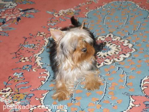 mişa Dişi Yorkshire Terrier