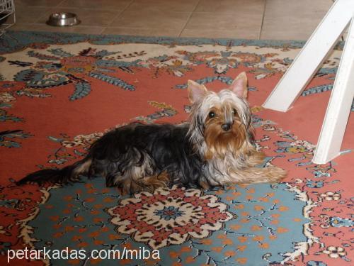 mişa Dişi Yorkshire Terrier