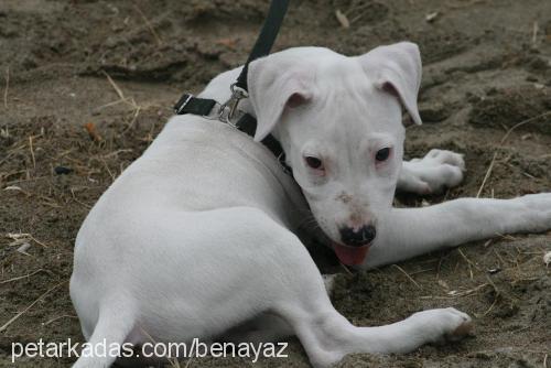 zeynabossshadow Erkek Cane Corso Italiano