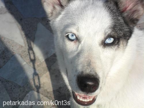 hera Dişi Sibirya Kurdu (Husky)