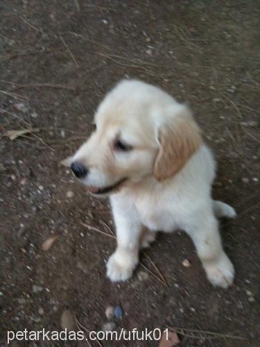 gofret Dişi Golden Retriever