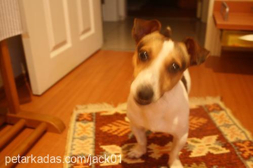 maximusleo Erkek Jack Russell Terrier