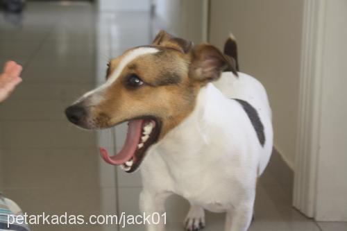 maximusleo Erkek Jack Russell Terrier