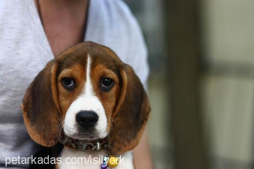 alya Dişi Beagle