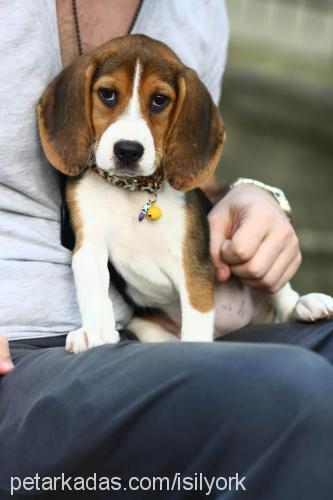 alya Dişi Beagle