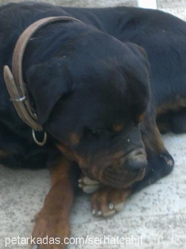 efe Erkek Rottweiler