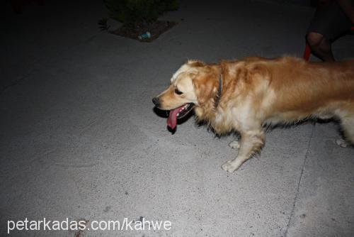 ares-ateş Erkek Golden Retriever