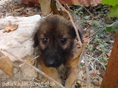 lady Dişi Sokö (Sokak Köpeği)