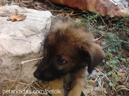 lady Dişi Sokö (Sokak Köpeği)