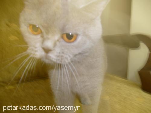 hurrem Dişi British Shorthair